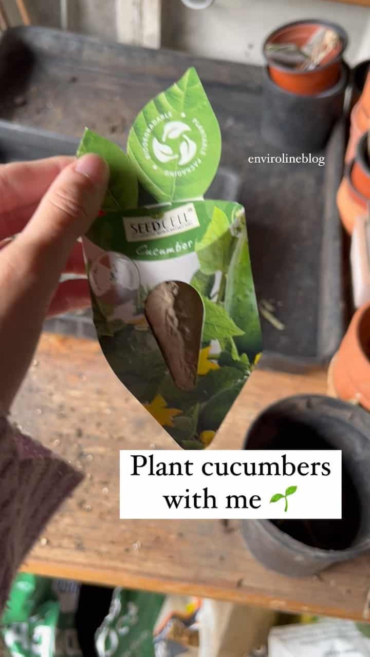 Plant cucumbers with me! Homegrown cucumbers taste so much nicer than supermarket ones, so I hope this works 👩‍🌾I bought this biodegradable seed pod thing from Asda for only 99p 😍 Once it grows a bit, I’ll thin the seeds and then repot it 🌱🥒 

• #ecoblogger #growyourown #gyoveg #cucumberseeds #plantwithme #homegrownveggies #sustainableblogger #natureblogger #gardening #greenerliving #greentherapy #gardeningtherapy