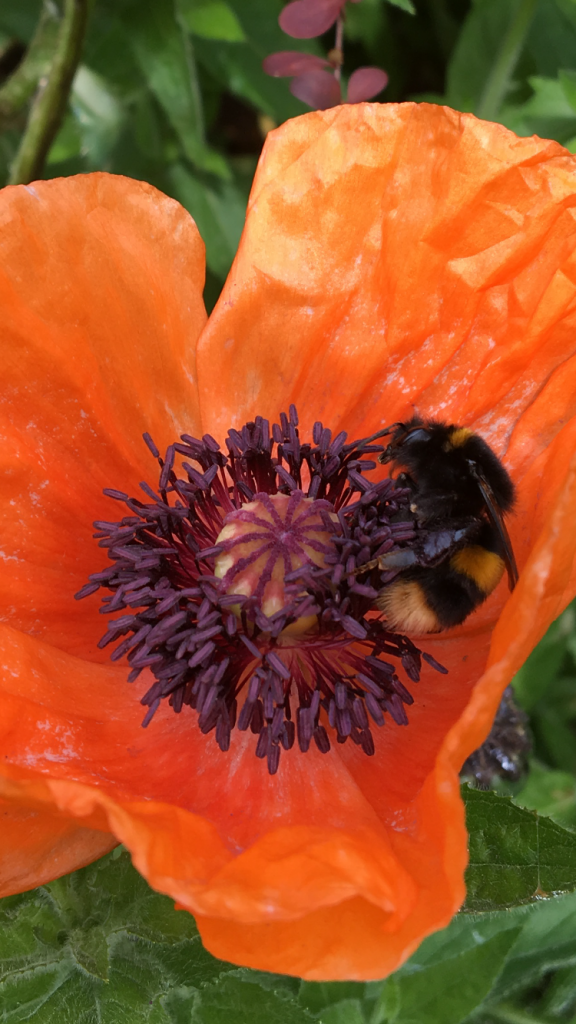 Orange poppy with bee in the middle.