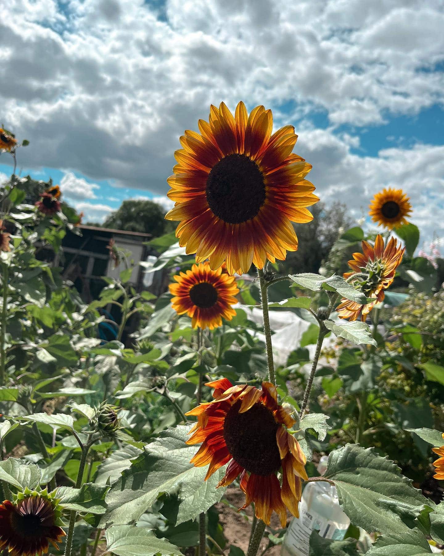 My account seems to be turning into a nature/wildlife account and I LOVE it 🌻
-
#natureblogger #wildlifeblogger #sunflowersofinstagram #naturephotography #wildlifephotography #homegrownsunflowers