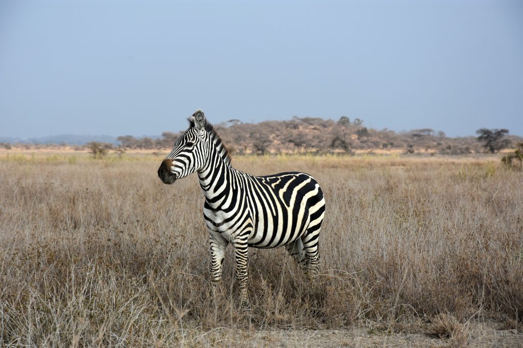 zebra standing in the grassland