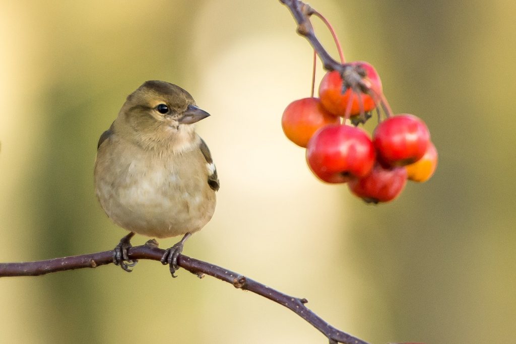 Chiffchaff bird with red berries