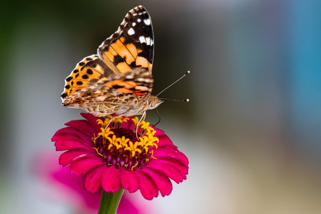 Painted Lady butterfly on dark pink flower