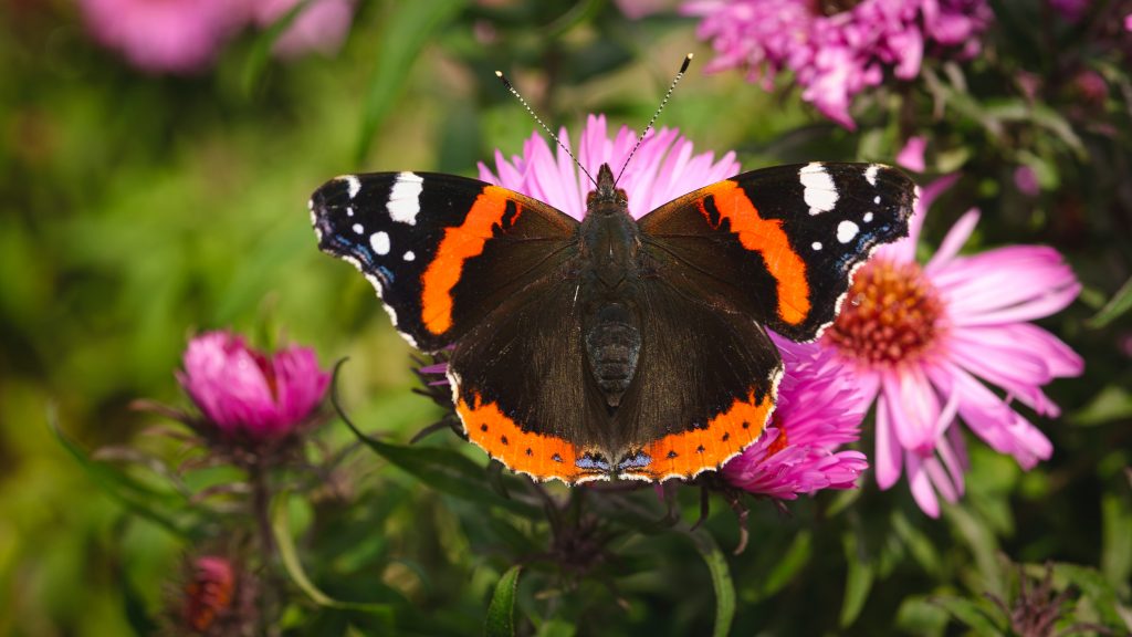 Red Admiral butterfly on pink flower