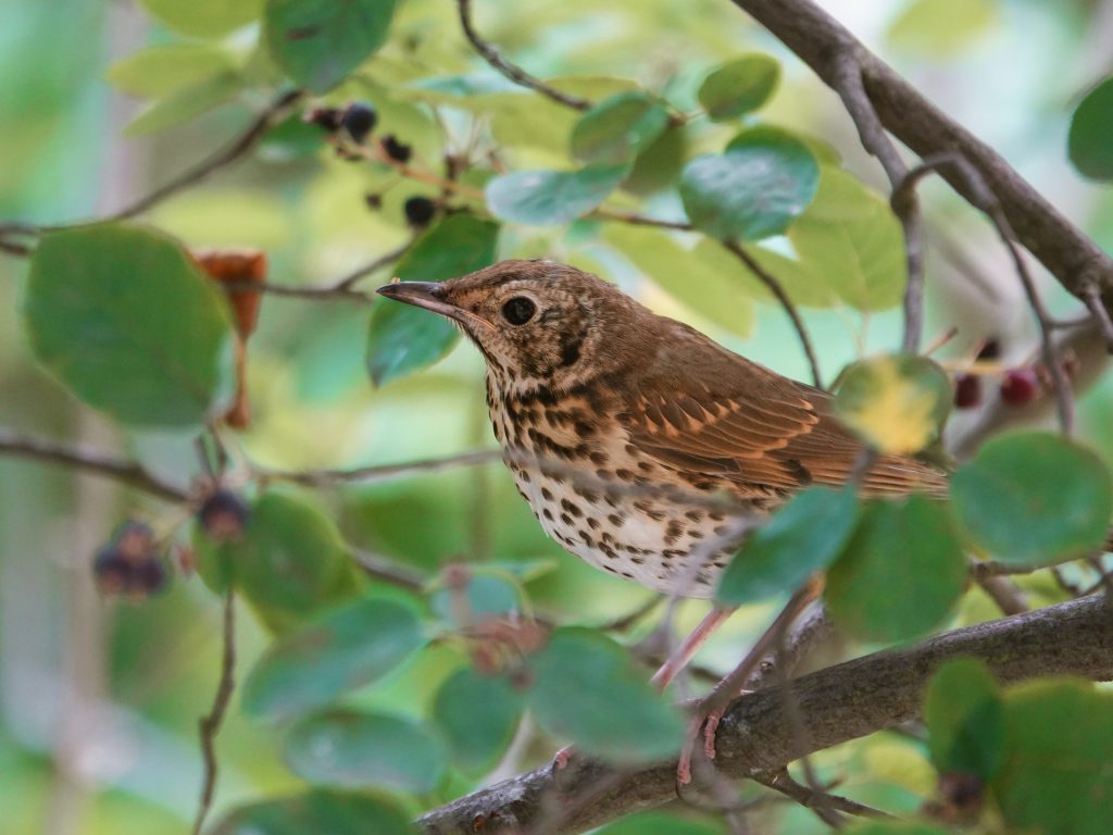 Song Thrush on a branch