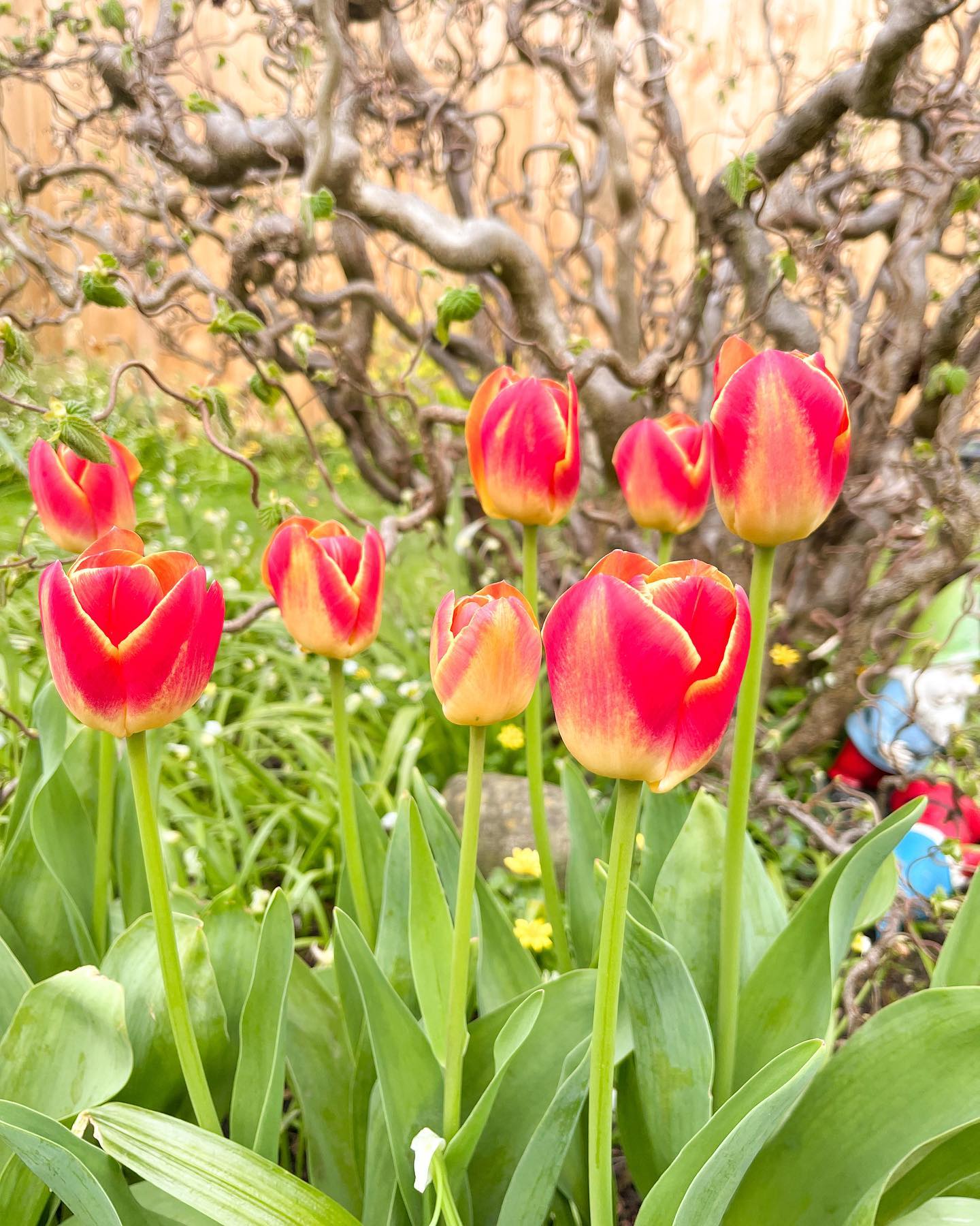 Tulips from the garden 🌷 
-
#tulipsgarden #tulipgarden #springtulips #tulipphotography #naturephotographer #wildlifephotography #gardennature #discoverunder2k #microblogger #natureblogger #wildlifeblogger #uktulips