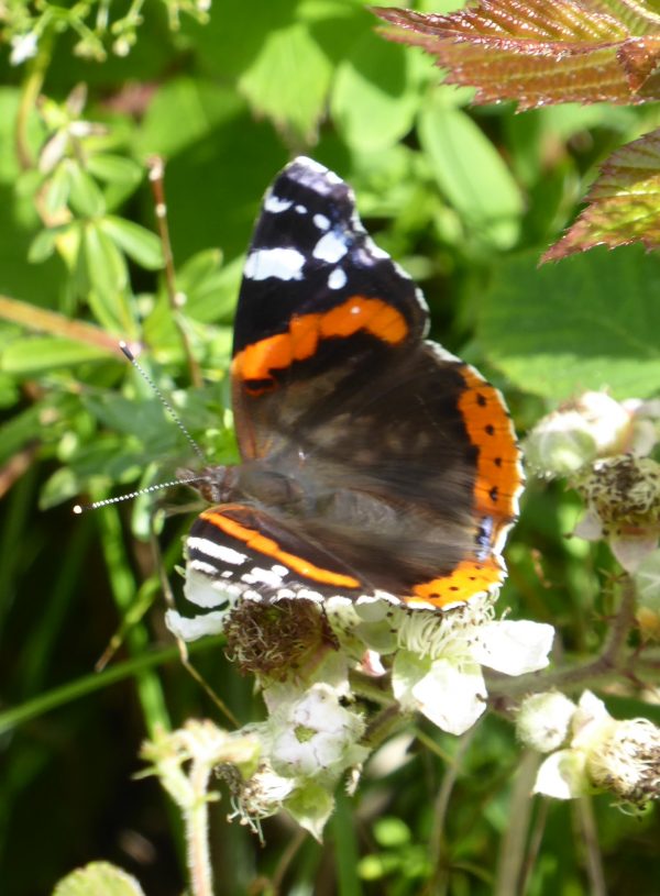 July wildlife to spot in the UK