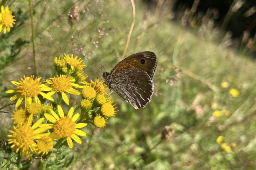 meadow brown butterfly species on ragwort flower plant
