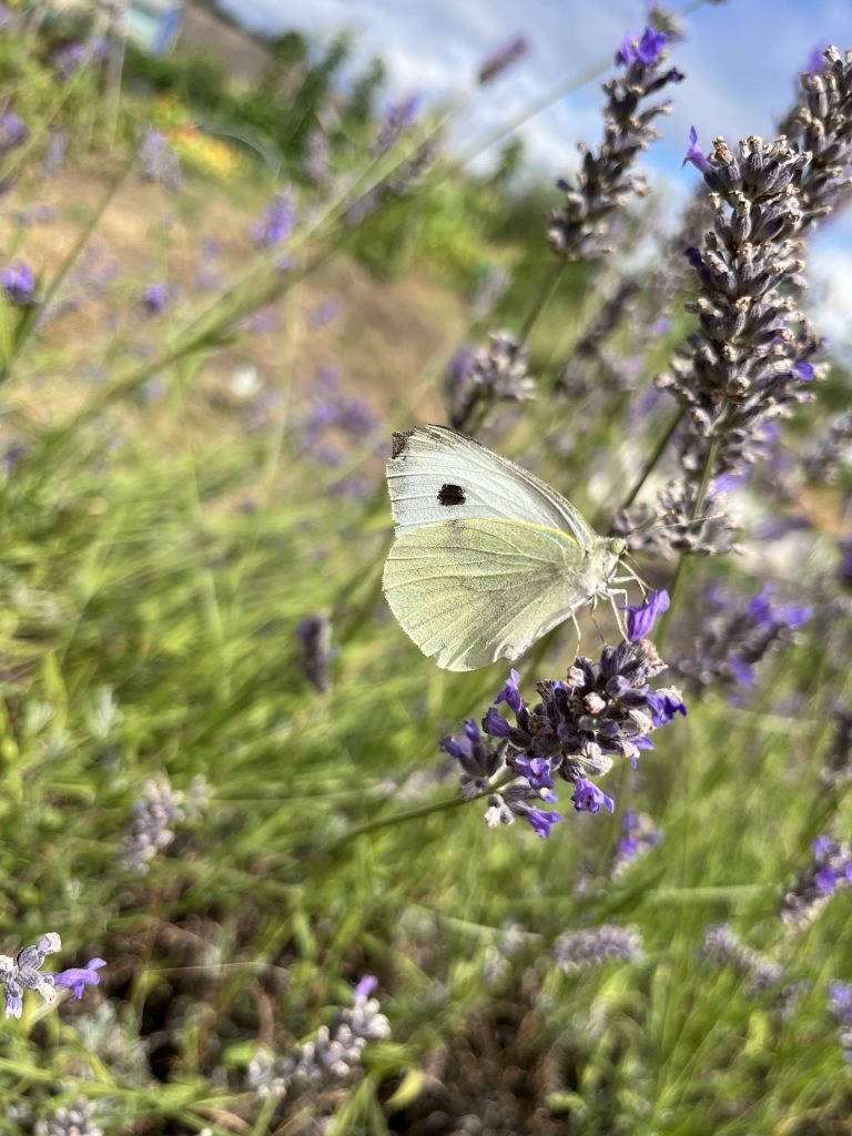 large white butterfly species