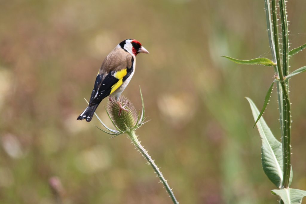 December wildlife in the UK: Goldfinch