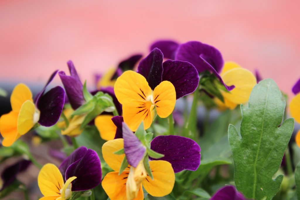 December wildlife to spot in the UK: Pansy