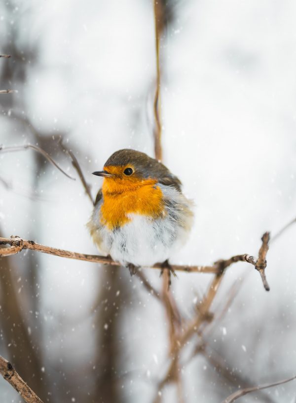 December wildlife to spot in the UK