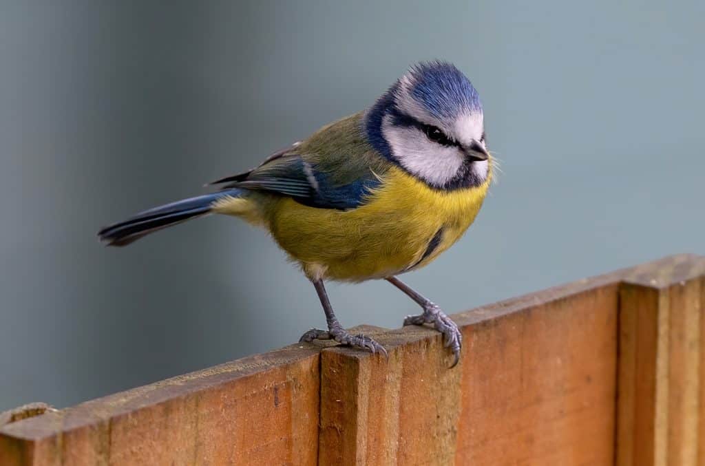 January wildlife: Blue tit