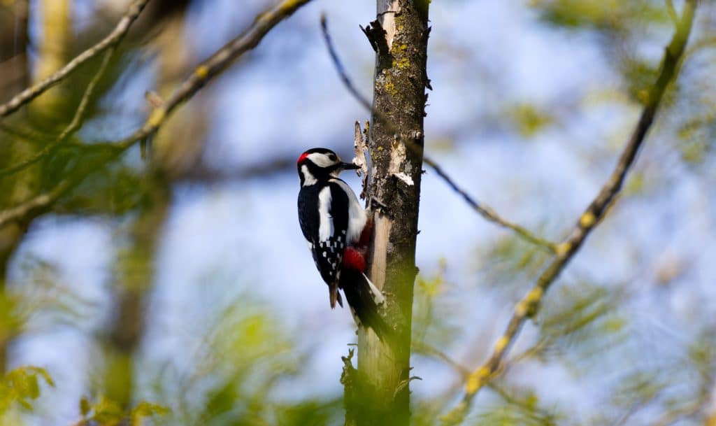 January wildlife: Great spotted woodpecker