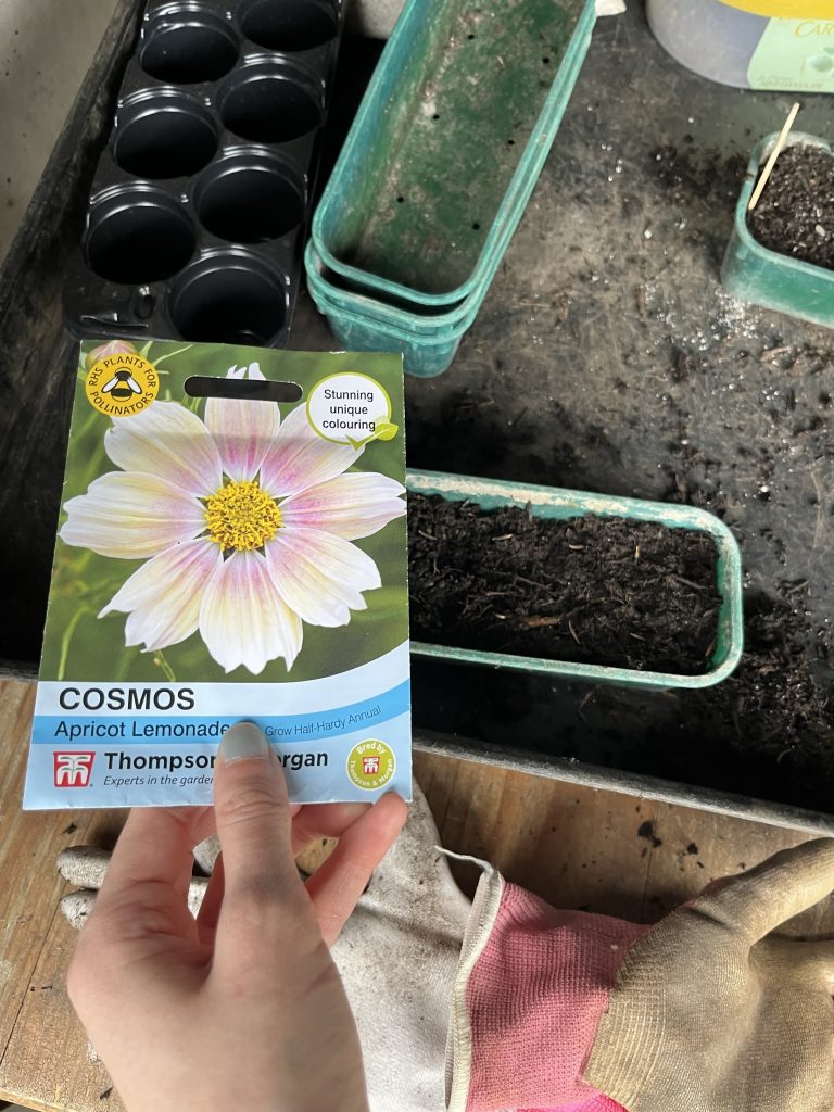 Ways to attract wildlife in an urban area: Hand holding a packet of cosmos seeds.
