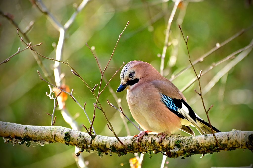Jay on a tree branch - October wildlife to spot in the UK